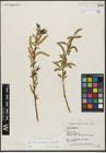 Foto von Salix alba subsp. vitellina (L.) Arcang. x Salix fragilis L.